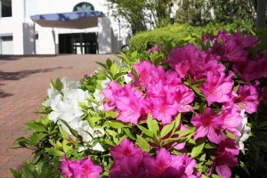 ツツジの花がきれいに咲いています